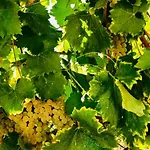 Douro Vineyard Retreat By Pires & Turner Holiday home Covelas (Porto)