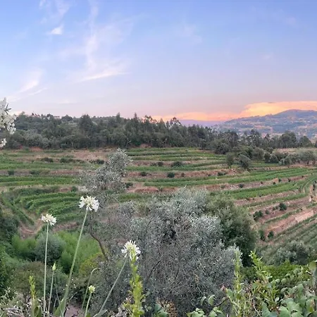 River View Vineyard In Douro Valley *