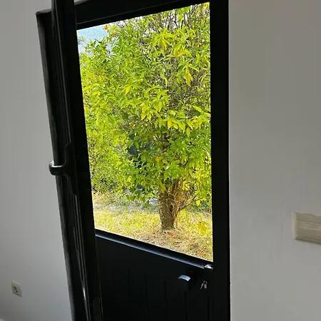 River View Vineyard In Douro Valley Covelas (Porto)