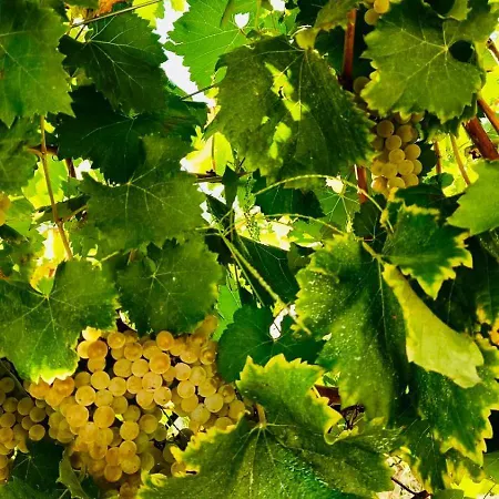 Douro Vineyard Retreat By Pires & Turner Ferienhaus Covelas (Porto)
