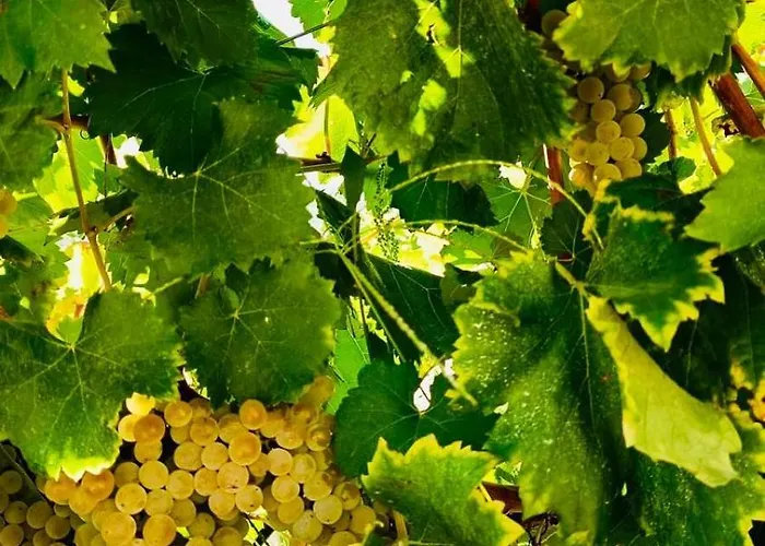 River View Vineyard In Douro Valley 펜션 Covelas (Porto)